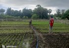 Bhabinkamtibmas Bersama Warga  Binaan Pemilik Lahan Pekarangan Produktif
