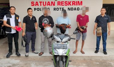 Tiga Pelaku Judi Sabung Ayam Berhasil Diamankan Sat Reskrim Polres Rote Ndao