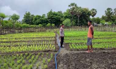 Bhabinkamtibmas Polsek Rote Barat Daya Lakukan Monitoring Lahan Pekarangan Bergizi Warga Binaan