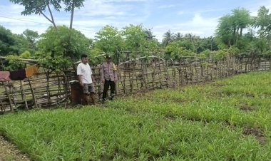Kapolsek Rote Barat Daya : Pekarangan Bergizi Kolaborasi Polri dan Masyarakat Dukung Ketahanan Pangan