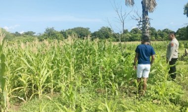 Kegiatan Sambang Bhabinkamtibmas Dan Monitoring Lahan Asta Cita Polsek Rote Tengah