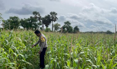 Bhabinkamtibmas  Monitoring Lahan Ketahanan Pangan Polsek Rote Barat Laut
