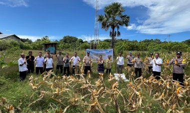 Panen Jagung Program Ketahanan Pangan  Tahap II Binaan Polsek Rote Tengah