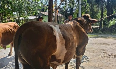 Sapi Milik Bhabinkamtibmas Terpilih Jadi Hewan Kurban Presiden Prabowo di Indragiri Hulu