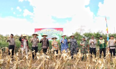 Panen Raya Jagung Kuartal II Di Desa Loman, Upaya Polri Untuk Tingkatkan Swasembada Pangan Komuditas Jagung