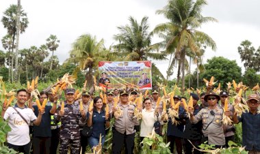 Panen Jagung Kuartal II, Wujud Proaktif Polres Rote Ndao Dukung Kebijakan Kapolda Jadikan NTT Lumbung Jagung
