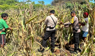 Bhabinkamtibmas Polsek Rote Tengah Panen Jagung Bersama Warga di Desa Binaan
