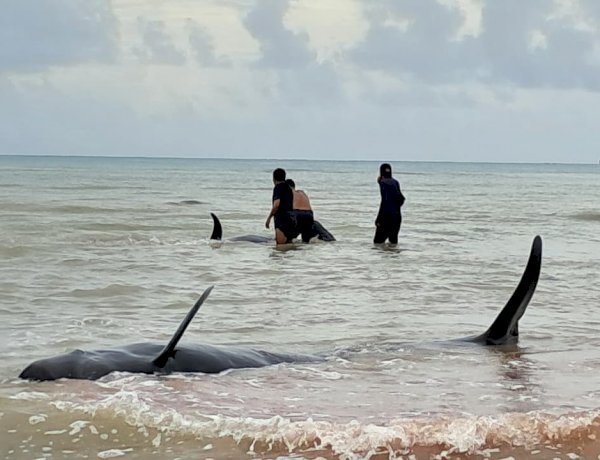Kapolres Rote Ndao : Total 20 Ekor Paus Pilot Dikuburkan Karena Mati Akibat Terdampar