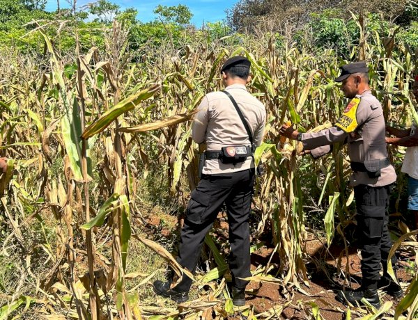 Bhabinkamtibmas Polsek Rote Tengah Panen Jagung Bersama Warga di Desa Binaan