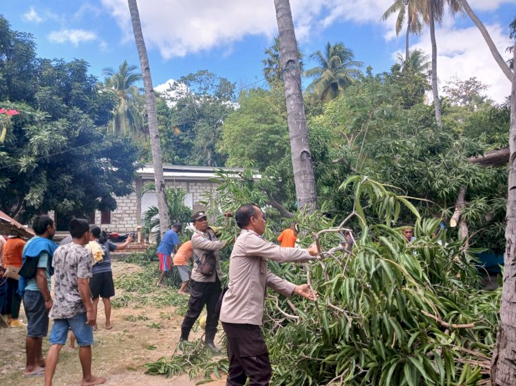 Berumur Tua, Sebuah Pohon Mangga Tumbang Timpa Rumah Warga di Namodale