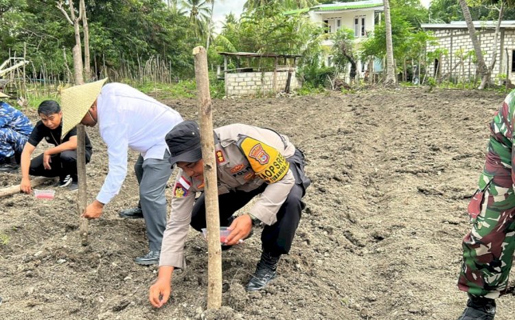 Dukung Asta Cita Pemerintah,Polres Rote Ndao Lakukan Penanaman Tanaman Produktif Untuk Menigkatkan Ketahanan Pangan