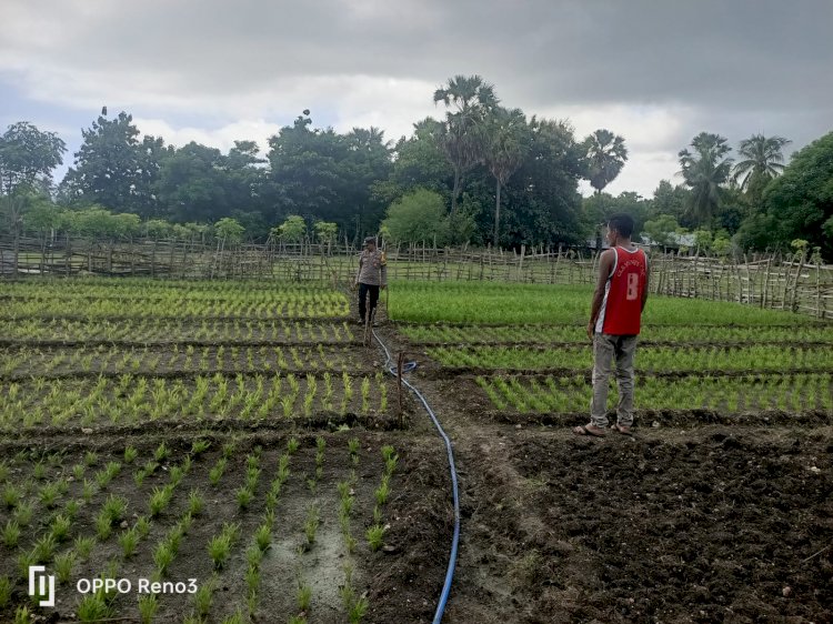 Bhabinkamtibmas Bersama Warga  Binaan Pemilik Lahan Pekarangan Produktif