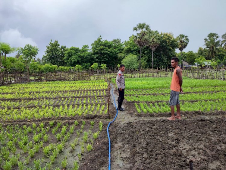 Bhabinkamtibmas Polsek Rote Barat Daya Lakukan Monitoring Lahan Pekarangan Bergizi Warga Binaan