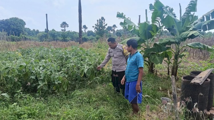 Bhabinkamtibmas Polsek Rote Barat Laut Lakukan Pendampingan Program Ketahanan Pangan