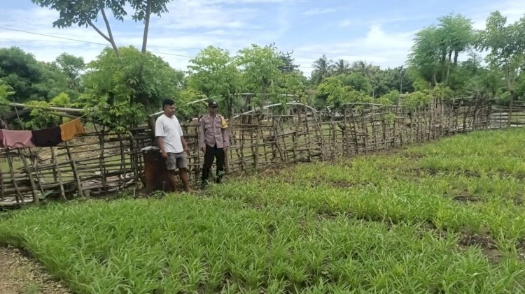 Kapolsek Rote Barat Daya : Pekarangan Bergizi Kolaborasi Polri dan Masyarakat Dukung Ketahanan Pangan