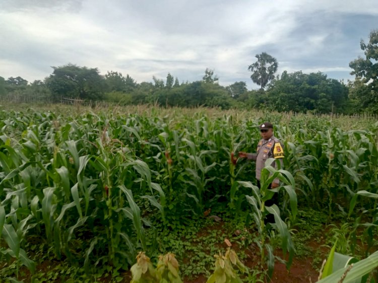 Polsek Pantai Baru Lakukan Patroli Dan Monitoring Tanaman Jagung Bersama Jemaat Kefas