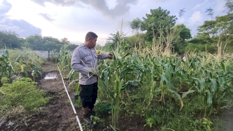 Lahan Pekarangan Bergizi Bhabinkamtibmas Polsek Pantaibaru