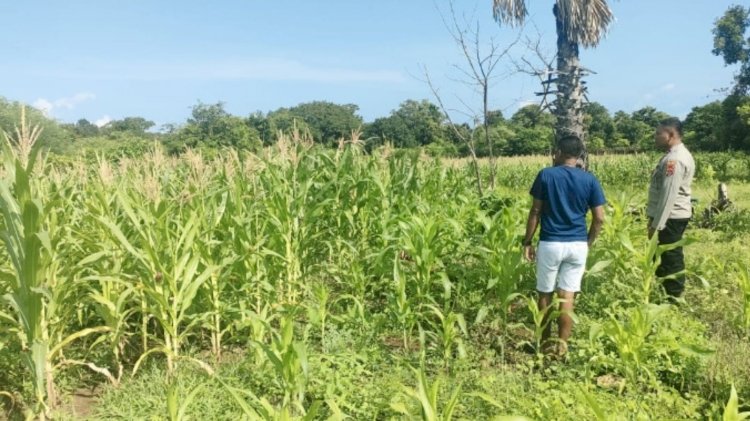 Kegiatan Sambang Bhabinkamtibmas Dan Monitoring Lahan Asta Cita Polsek Rote Tengah