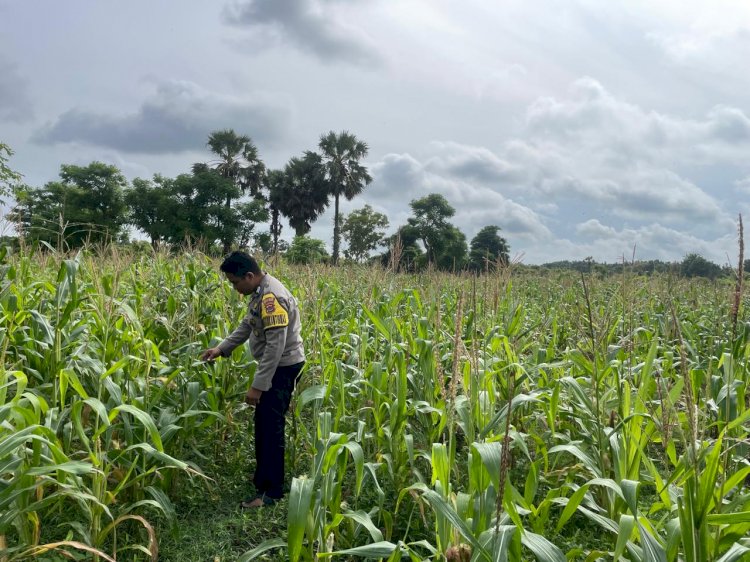 Bhabinkamtibmas  Monitoring Lahan Ketahanan Pangan Polsek Rote Barat Laut