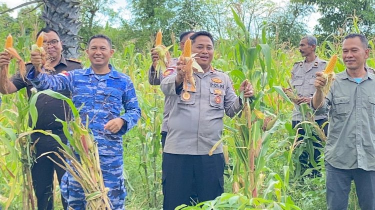 Polres Rote Ndao Melaksanakan Panen Raya Jagung Program Asta Cita Presiden