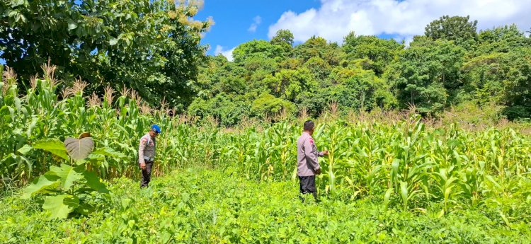 Bhabinkamtibmas Polsek Pantaibaru Monitoring Lahan Ketahanan Pangan Warga Binaan