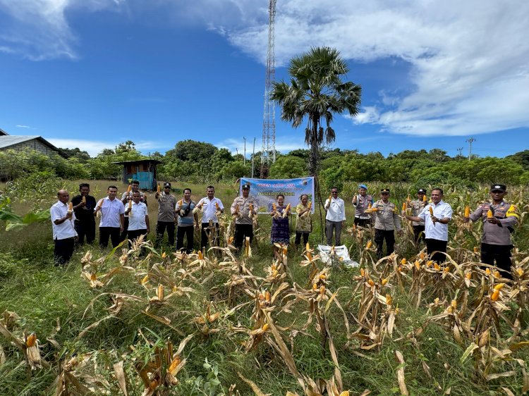 Panen Jagung Program Ketahanan Pangan  Tahap II Binaan Polsek Rote Tengah
