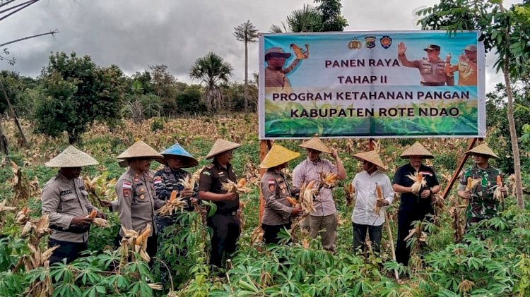 Panen Raya Tahap II Ketahanan Pangan Komuditas Jagung Bersama Pemda Rote Ndao
