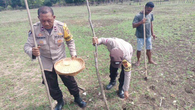 Dukung Asta Cita, Polsek Rote Timur dan Warga Tanam Jagung