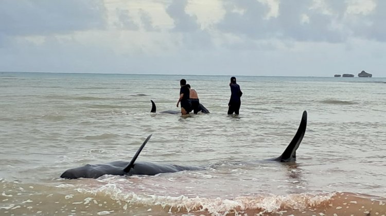 Kapolres Rote Ndao : Total 20 Ekor Paus Pilot Dikuburkan Karena Mati Akibat Terdampar