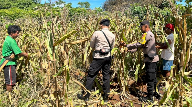 Bhabinkamtibmas Polsek Rote Tengah Panen Jagung Bersama Warga di Desa Binaan