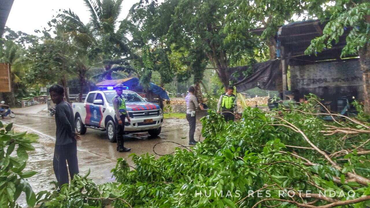 Satuan Lalu-lintas Polres Rote Ndao alihkan arus akibat pohon tumbang