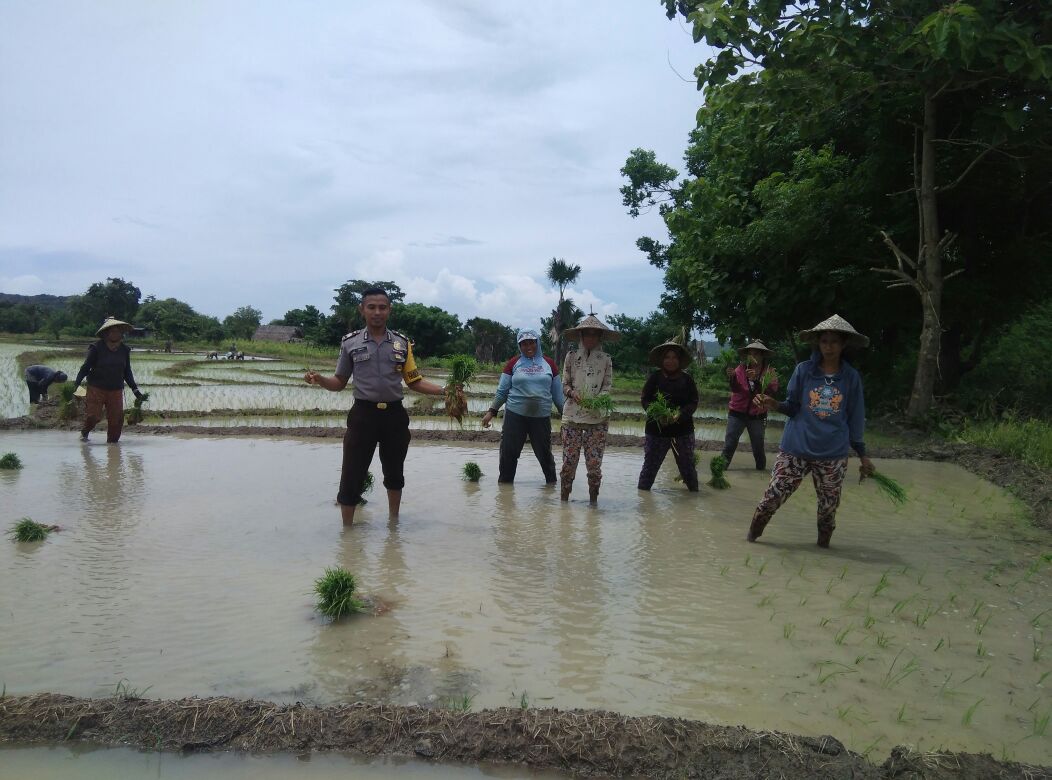 Peduli dengan petani, Bhabinkamtibmas bantu warga tanam padi di sawah