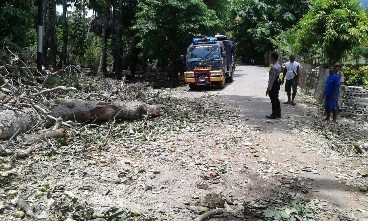 Anggota Polsek Lobalain bantu warga evakuasi pohon tumbang